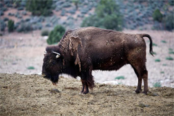 Guided Horseback Ride Photo 1